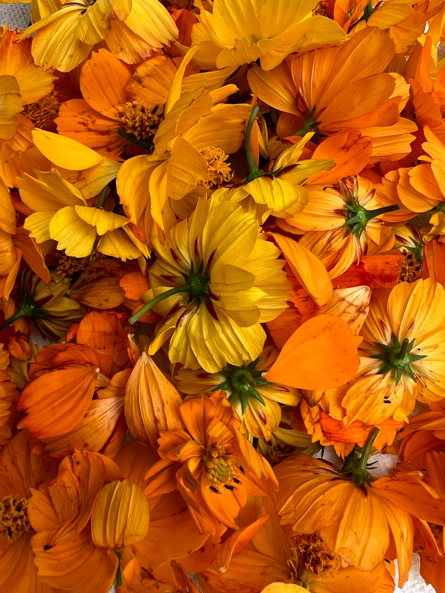 Maine Meadow Bath Soak - Slack Tide Sea Salt