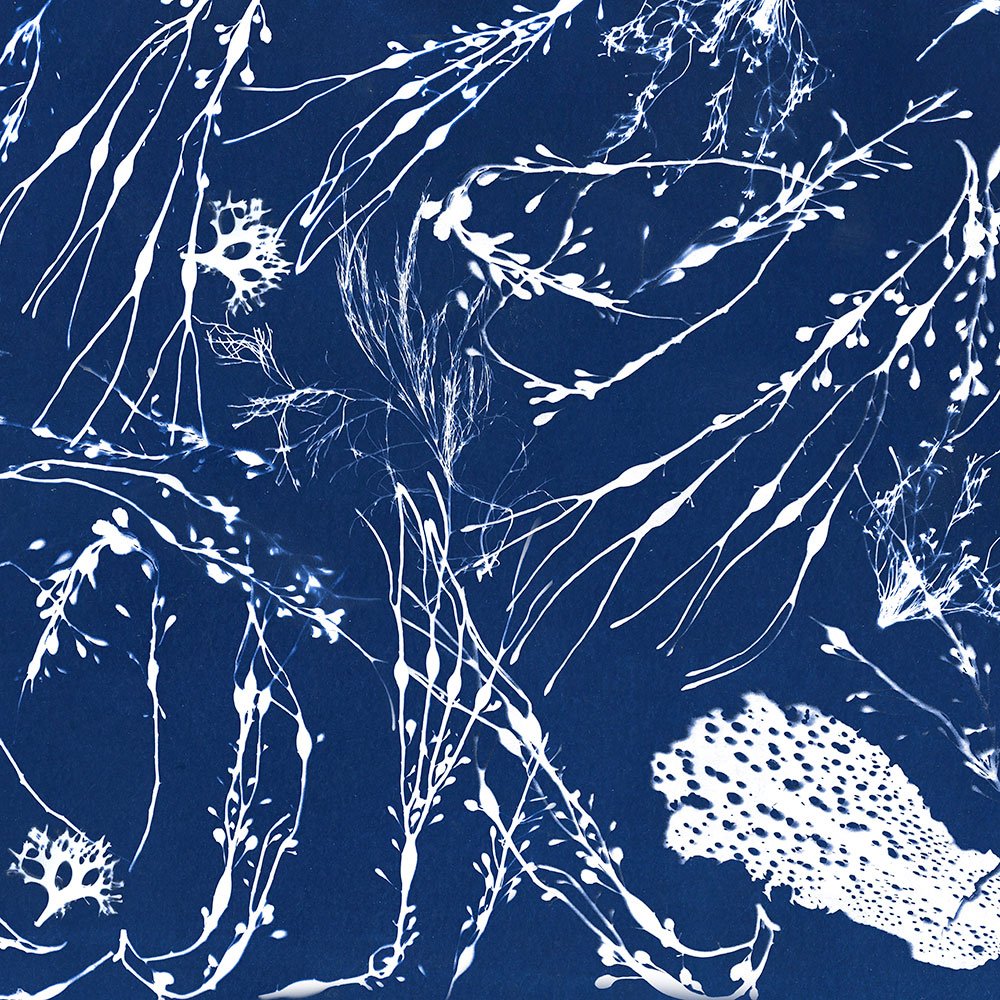 Tide Pool Gift Wrap - Slack Tide Sea Salt